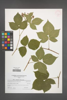 Rubus seebergensis [KOR 45982]