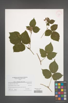 Rubus seebergensis [KOR 45983]