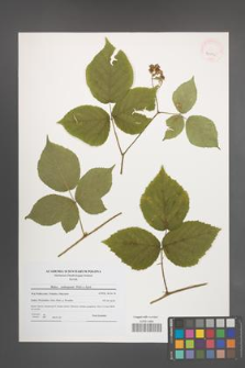 Rubus seebergensis [KOR 40795]