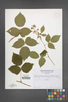 Rubus seebergensis [KOR 52051]