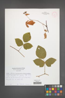 Rubus seebergensis [KOR 52123]