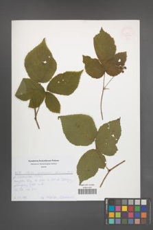 Rubus seebergensis [KOR 52639]