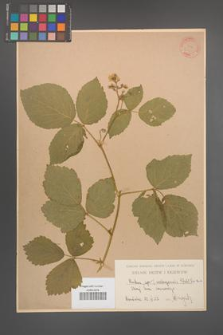 Rubus seebergensis [KOR 31296]
