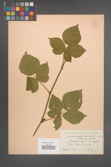 Rubus seebergensis [KOR 54420]