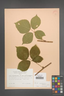 Rubus seebergensis [KOR 22826]