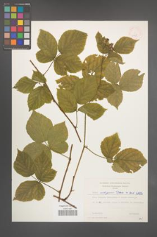 Rubus seebergensis [KOR 6425]