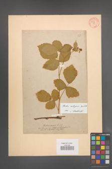 Rubus seebergensis [KOR 54885]