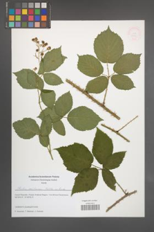 Rubus senticosus [KOR 51615]