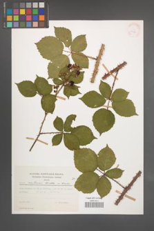 Rubus senticosus [KOR 29380]