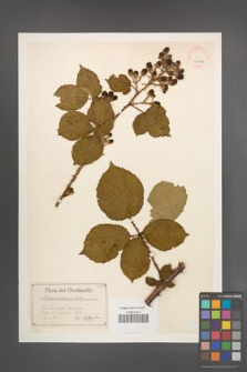 Rubus senticosus [KOR 40504]