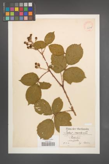 Rubus senticosus [KOR 40505]