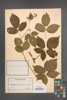 Rubus serpens [KOR 18578]
