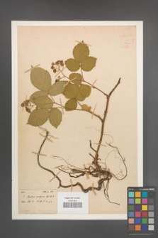 Rubus serpens [KOR 18577]