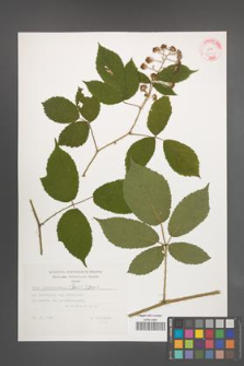 Rubus siemianicensis [KOR 32390]