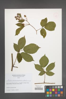 Rubus siemianicensis [KOR 51657]