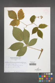 Rubus siemianicensis [KOR 52014]
