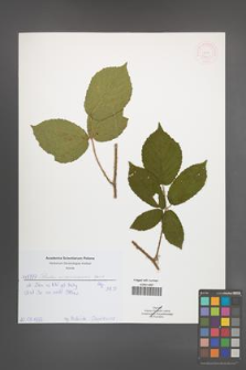 Rubus siemianicensis [KOR 52021]