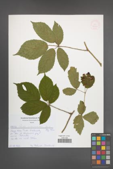Rubus siemianicensis [KOR 52020]
