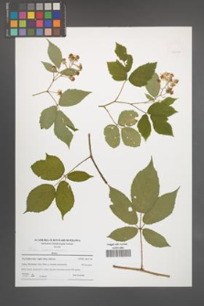 Rubus siemianicensis [KOR 51113]