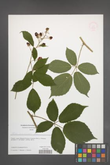 Rubus siemianicensis [KOR 51635]