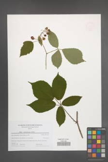 Rubus siemianicensis [KOR 49061]