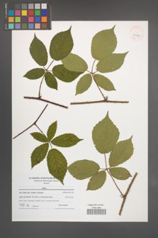 Rubus siemianicensis [KOR 41177]