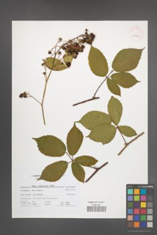 Rubus siemianicensis [KOR 41700]