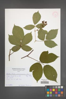 Rubus siemianicensis [KOR 51975]