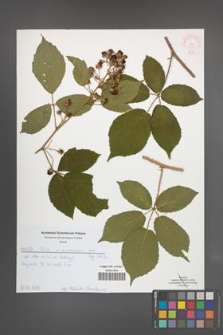 Rubus siemianicensis [KOR 51977]