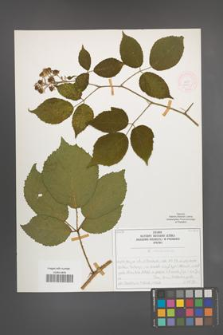 R. [Rubus] siemianicensis [KOR 51963]