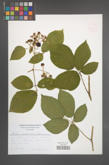 Rubus siemianicensis [KOR 40281]
