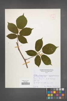 Rubus siemianicensis [KOR 52578]
