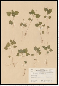 Circaea alpina L.