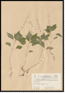 Circaea lutetiana L.