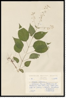 Circaea lutetiana L.