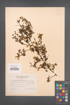 Calicotome spinosa [KOR 12401]