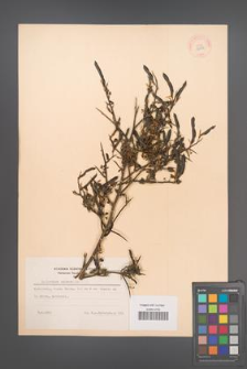 Calicotome spinosa [KOR 12402]