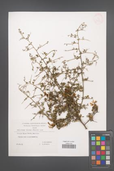 Calicotome villosa [KOR 32463]