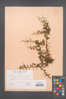 Calicotome villosa [KOR 21226]