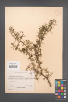 Calicotome villosa [KOR 21216]