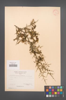 Calicotome villosa [KOR 21218]