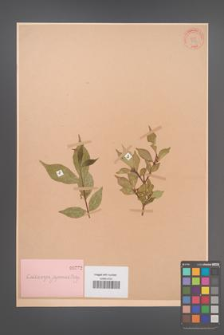 Callicarpa japonica [KOR 772]
