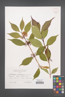 Callicarpa japonica [KOR 40479]