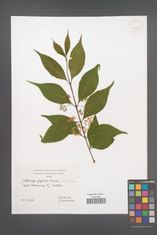Callicarpa japonica [KOR 42615]