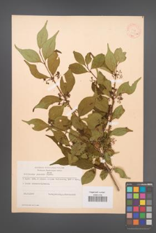 Callicarpa japonica [KOR 12358a]