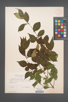 Callicarpa japonica [KOR 12359]