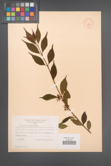 Callicarpa japonica [KOR 44100]
