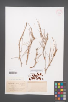 Calligonum caput-madusae [KOR 43059]