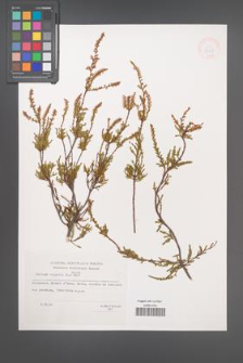 Calluna vulgaris [KOR 33028]