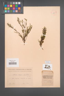 Calluna vulgaris [KOR 12392]